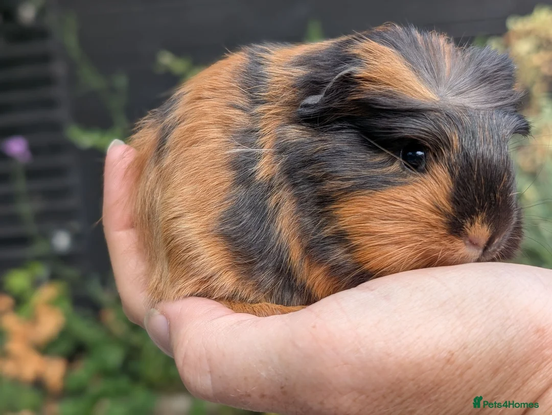 Guinea Pig rodents for sale: Gorgeous Guinea pig pups - Advert 15