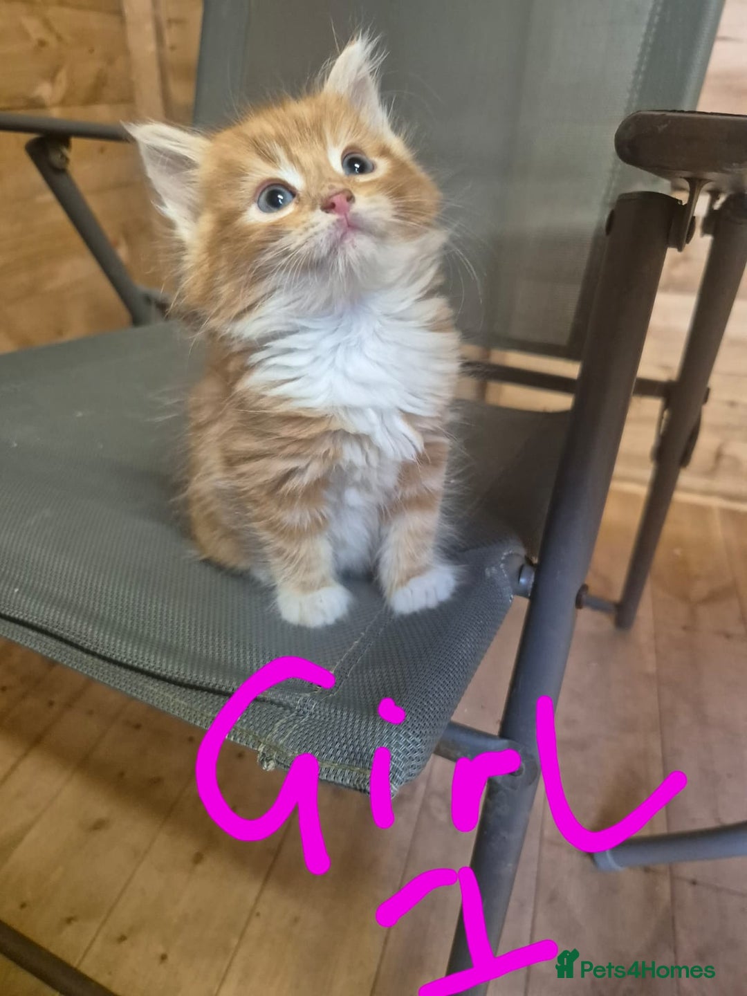 Mixed Breed cats for sale: 5 ginger kittens looking for new home  - Image 2