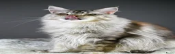 Maine Coon cats for sale: Octavia & Freya  - Advert 16