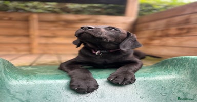 Labrador Retriever dogs - Advert 14