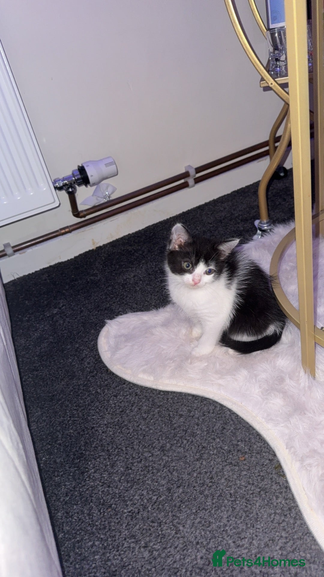 Mixed Breed cats Kitten  - Advert 1