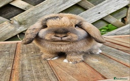 Mini Lop rabbits for sale: Female mini lop - Image 2