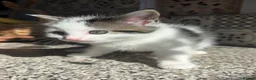 Mixed Breed cats for sale: 2 ragdoll X mackrel tabby kittens left  - Advert 9