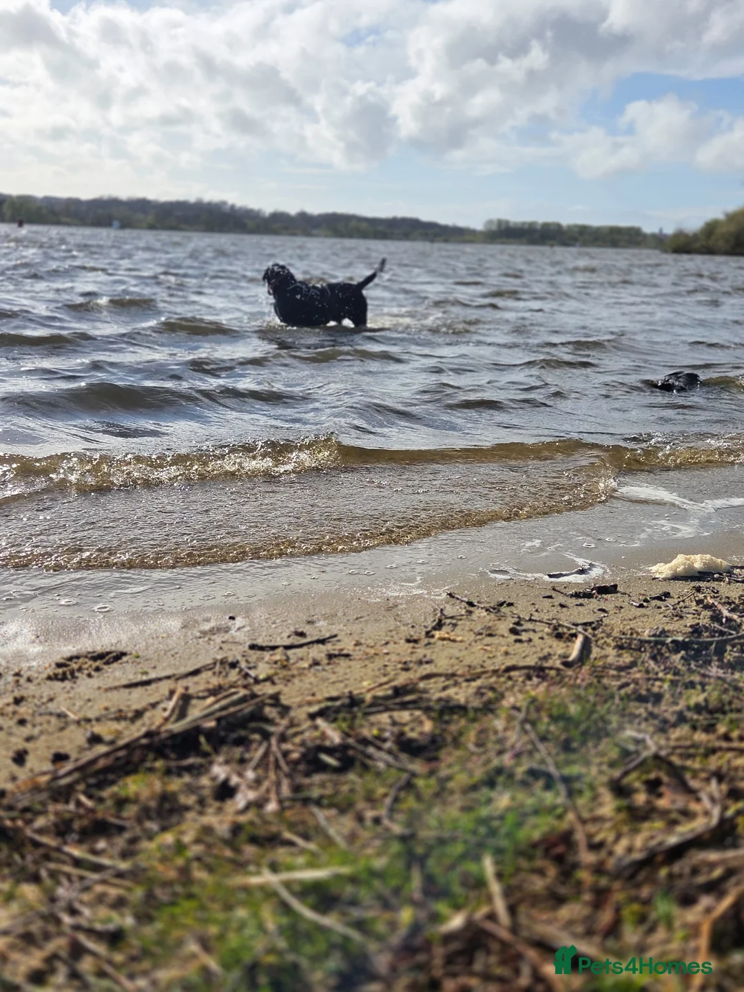 Labrador Retriever dogs for stud: STUD LABRADOR  in Motherwell - Advert 2