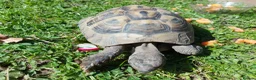 Tortoise reptiles for sale: Herman Torroise - Advert 2