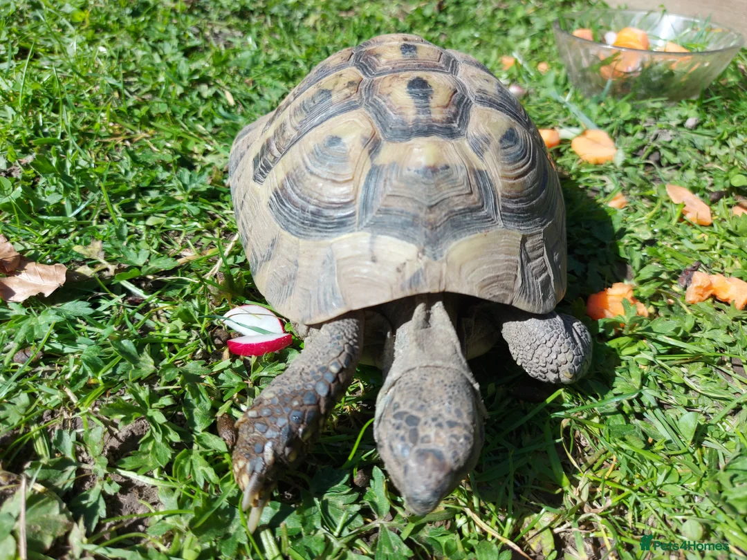 Tortoise reptiles for sale: Herman Torroise - Advert 2