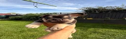 French Bulldog dogs for sale: Pedigree French Bulldog Puppies-home reared  in Milton Keynes - Advert 5