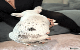 French Bulldog dogs for sale: French Bulldog Puppies for Sale Top Quality,  - Image 20