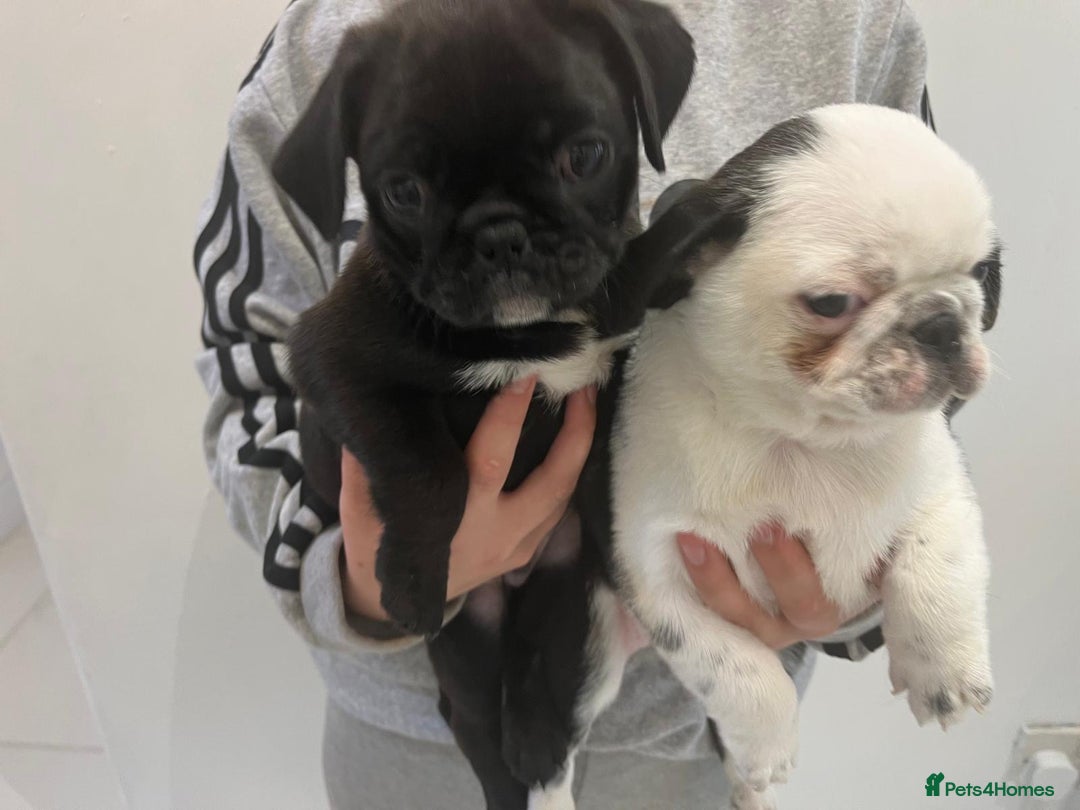 Pug dogs for sale: Ready for their forever homes Stunning Pug Puppies in Leeds - Image 11