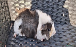 Guinea Pig rodents for sale: 2 baby girl guinea pigs and 3 boys  - Image 5