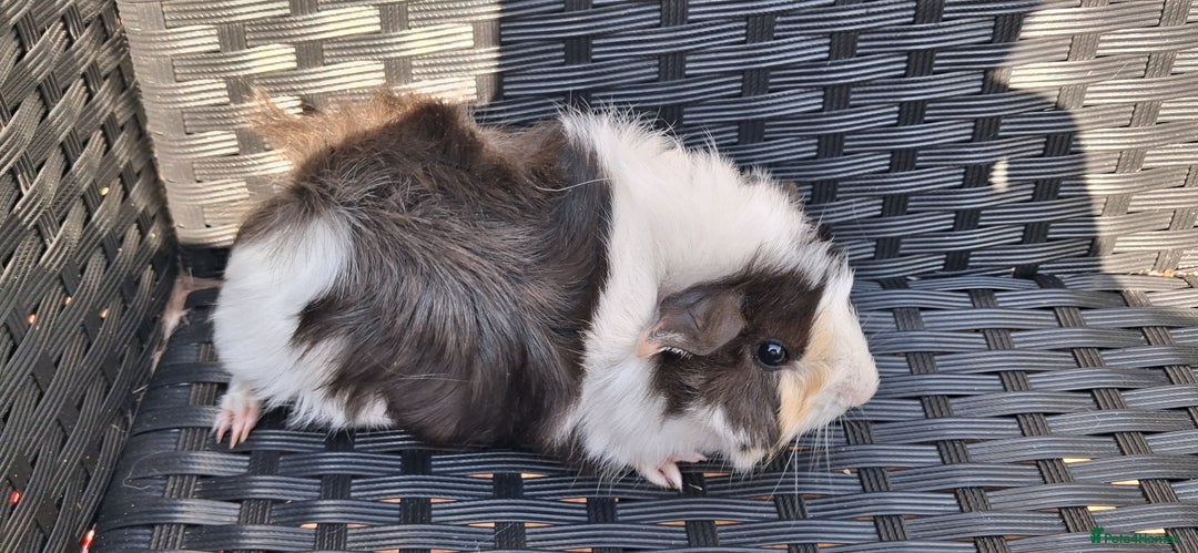 Guinea Pig rodents for sale: 2 baby girl guinea pigs and 3 boys  - Image 5