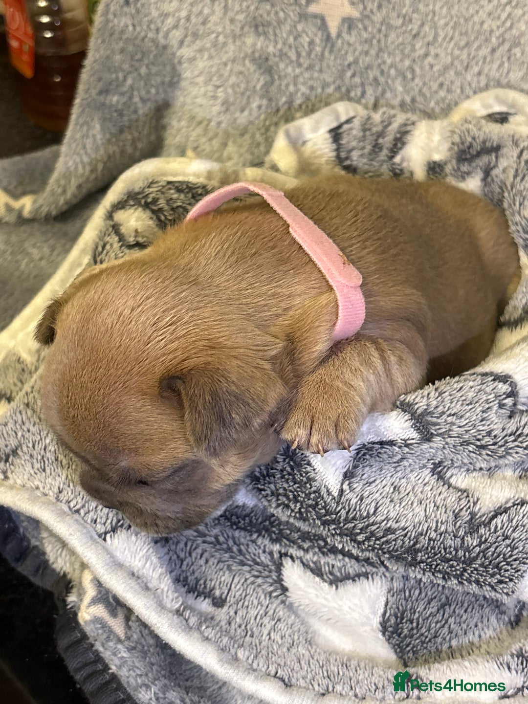 French Bulldog dogs for sale: FRENCH-BULLDOG LITTER  - Advert 18