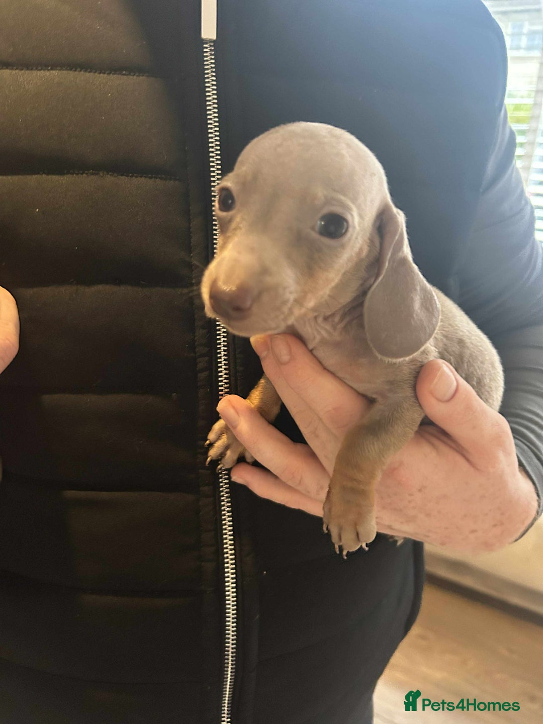 Miniature Dachshund dogs for sale: Miniature dachshund  - Advert 12