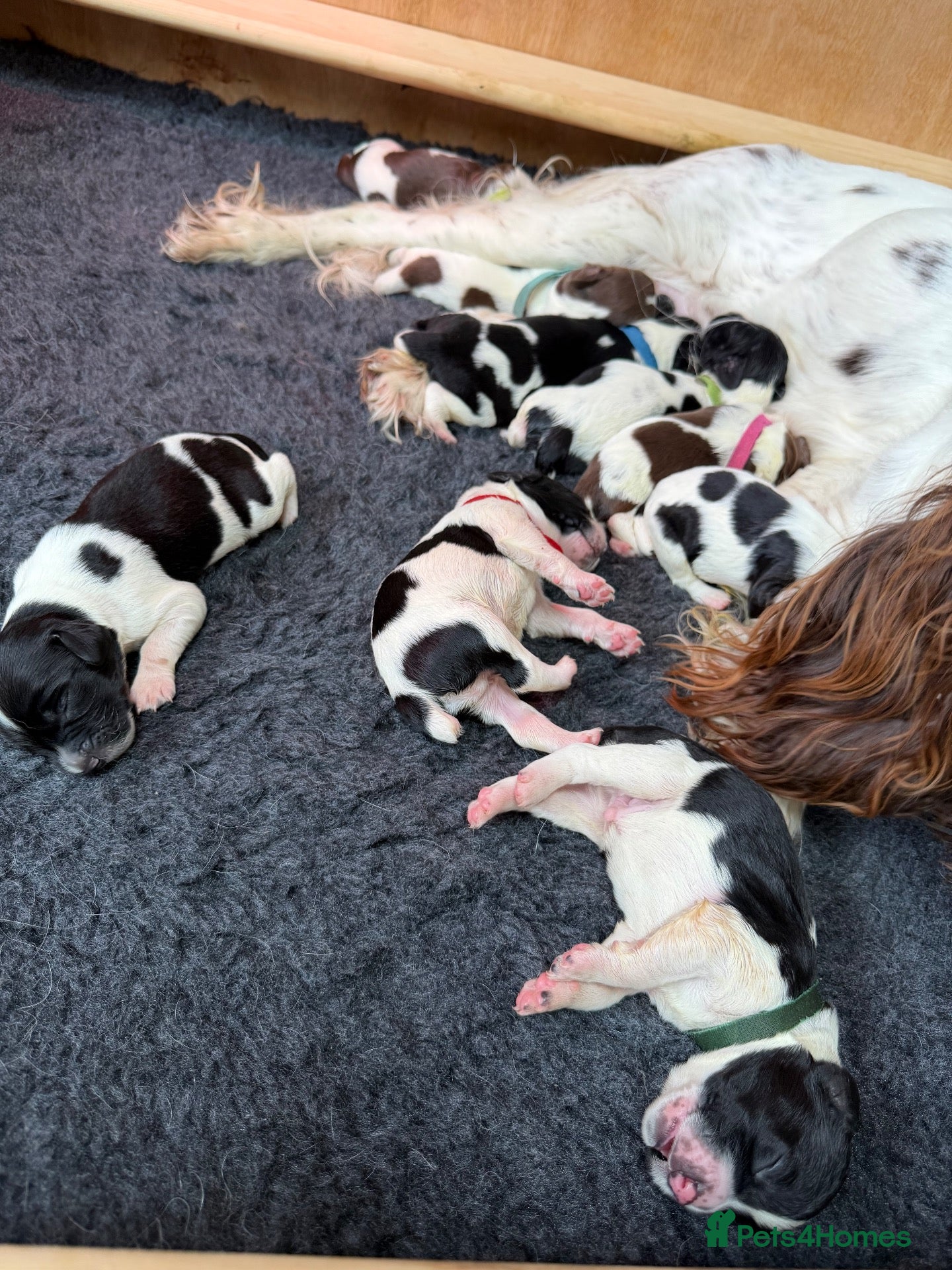 English Springer Spaniel dogs KC Reg - L&W B&W *Docked&Vetted* 7 Dogs available  - Advert 2