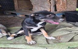 Mixed Breed dogs for adoption: RONA - a Lovely young Girl, for a Loving Home - Advert 3