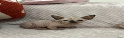 Sphynx cats for sale: Bambino kittens Ready now! - Advert 23