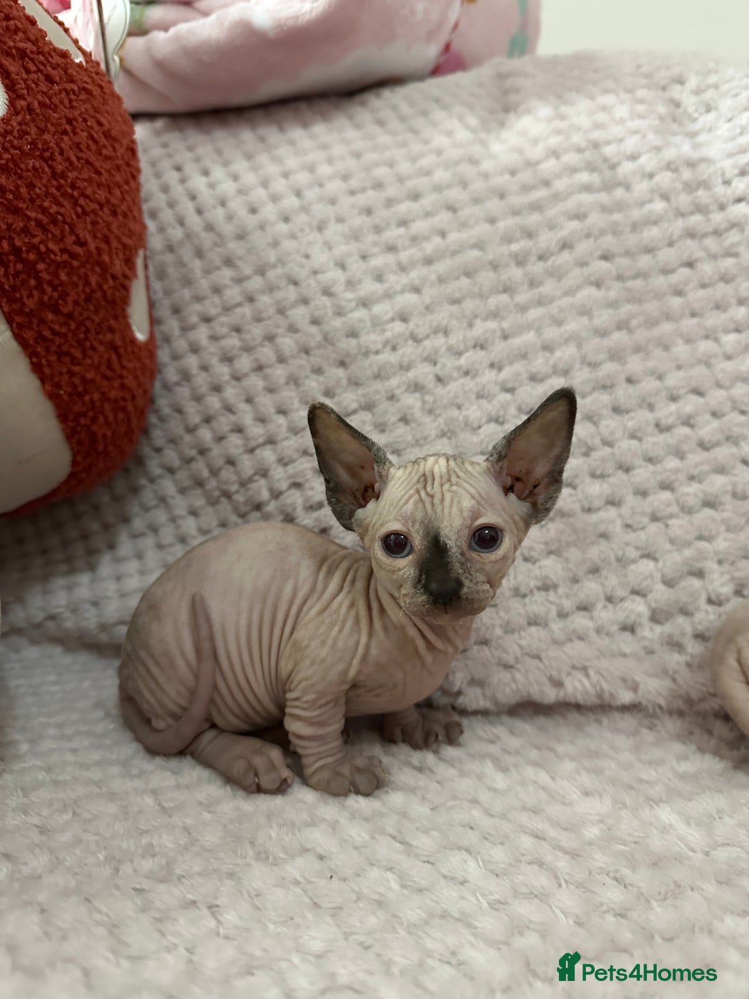 Sphynx cats for sale: Bambino kittens Ready now! - Advert 23