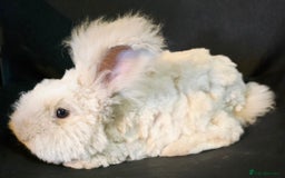 Angora rabbits for sale: Poor little man... - Image 14