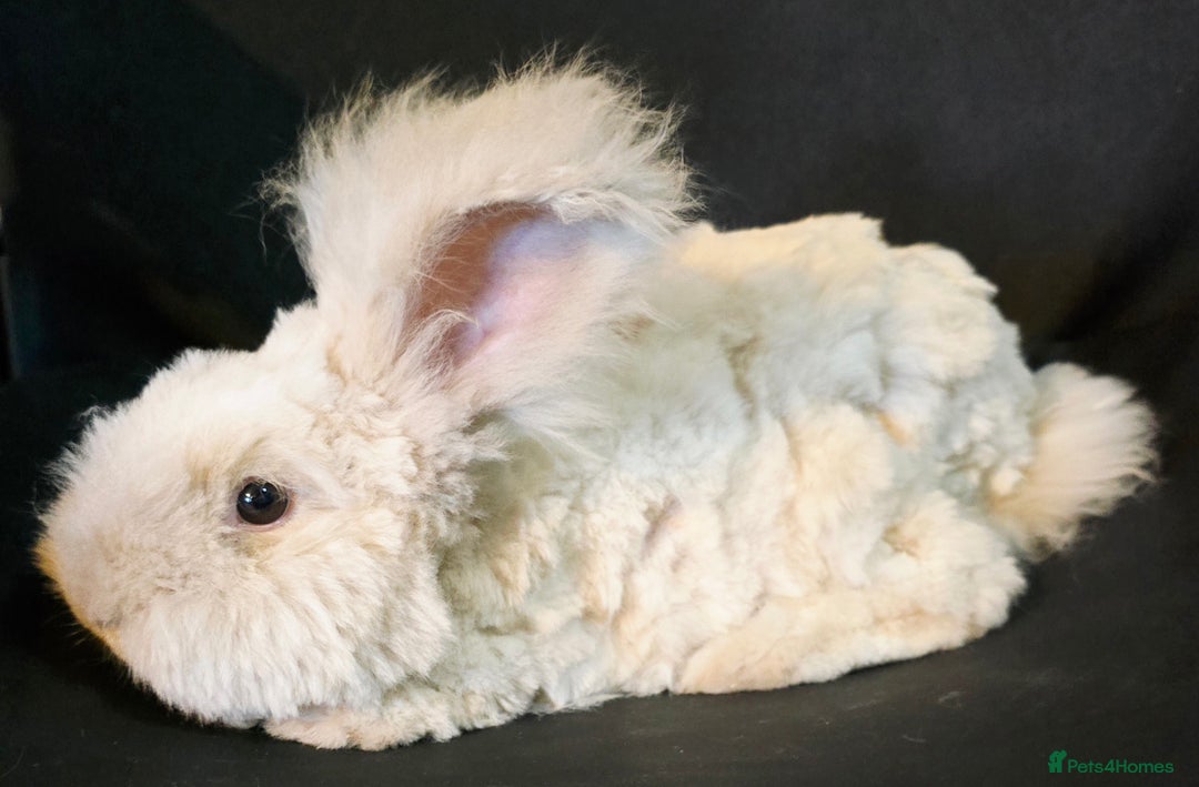 Angora rabbits for sale: Poor little man... - Image 14