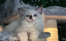 Ragdoll cats for sale: TICA, DNA tested, 5 gen pedigree  - Image 14