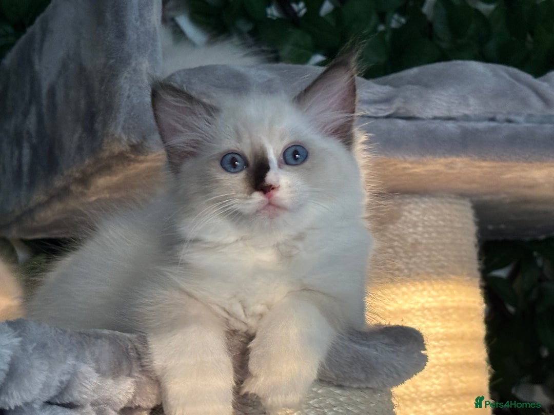 Ragdoll cats for sale: TICA, DNA tested, 5 gen pedigree  - Image 14
