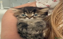 Persian cats for sale: Beautiful 1/2 Persian kittens (2girls 1 boy) - Image 21
