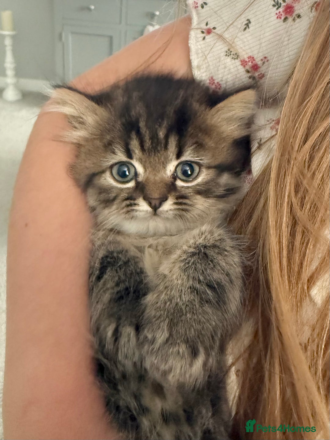 Persian cats for sale: Beautiful 1/2 Persian kittens (2girls 1 boy) - Image 21