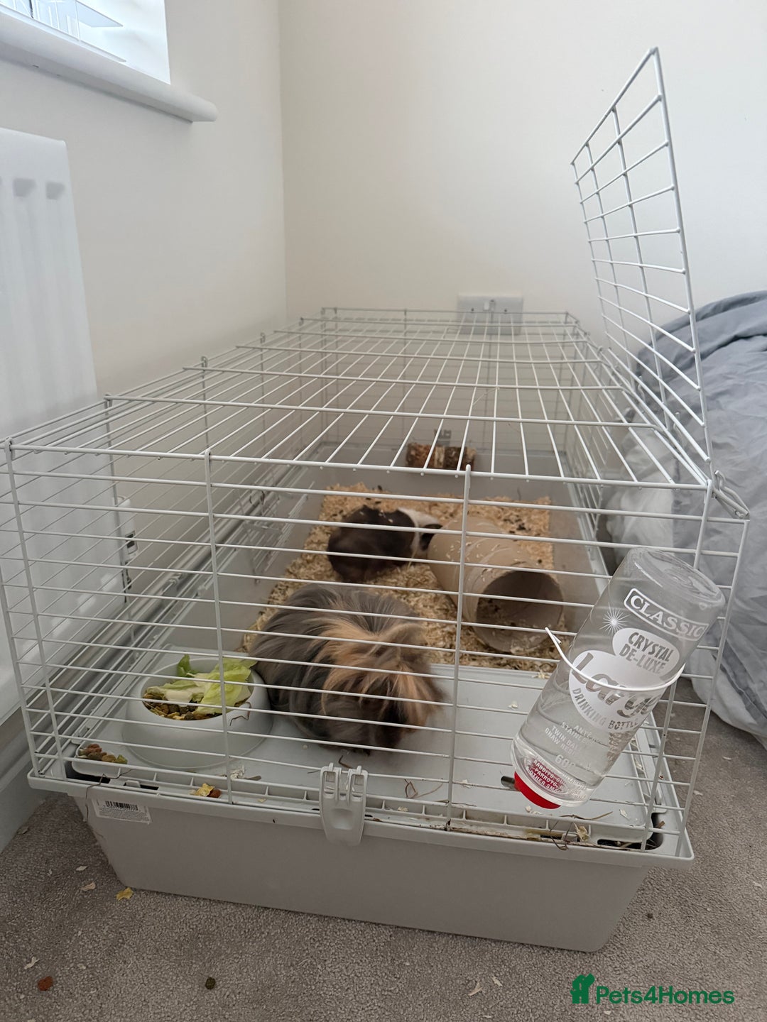 Guinea Pig rodents for sale: Guinea pigs for sale - Advert 8