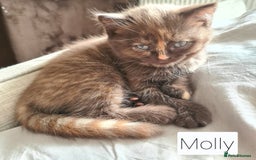 British Shorthair cats for sale: Beautiful British shorthair kittens - Image 12