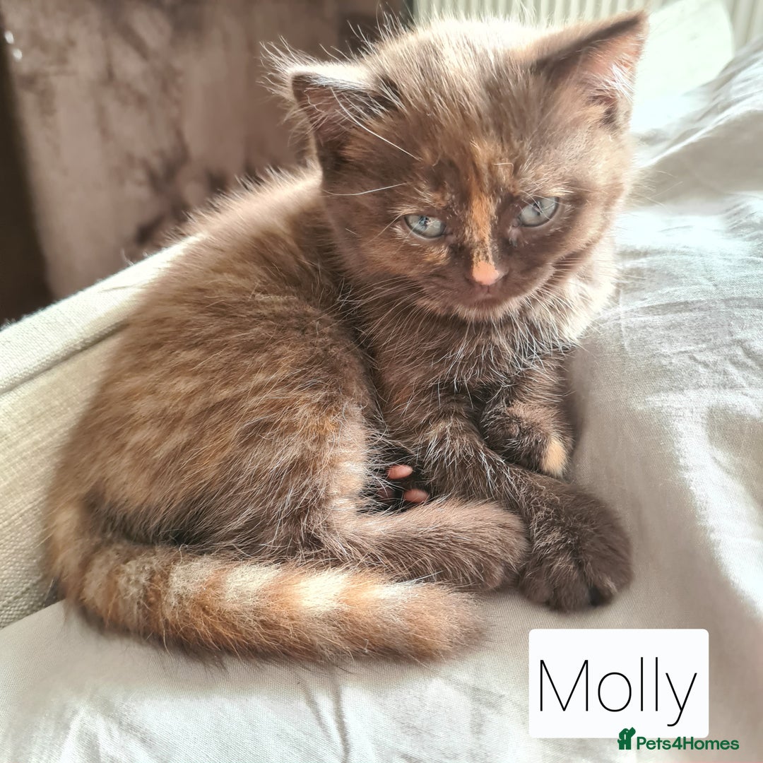 British Shorthair cats for sale: Beautiful British shorthair kittens - Image 12