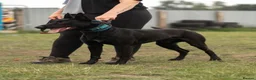 Mixed Breed dogs for sale: 🐾 BullHerder Litter x Dutch Shepherd — Confirmed - Advert 3