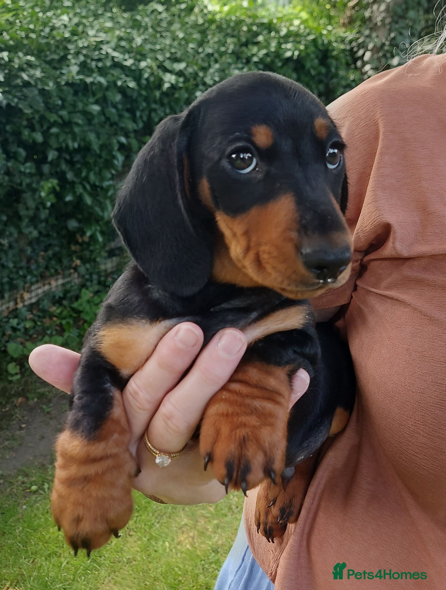 Miniature Dachshund dogs perfect true to type miniature Dachshund puppies   - Advert 4