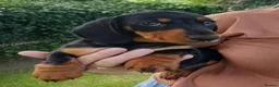 Miniature Dachshund dogs for sale: perfect true to type miniature Dachshund puppies   - Advert 1