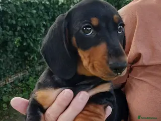 Miniature Dachshund dogs perfect true to type miniature Dachshund puppies - Advert 4