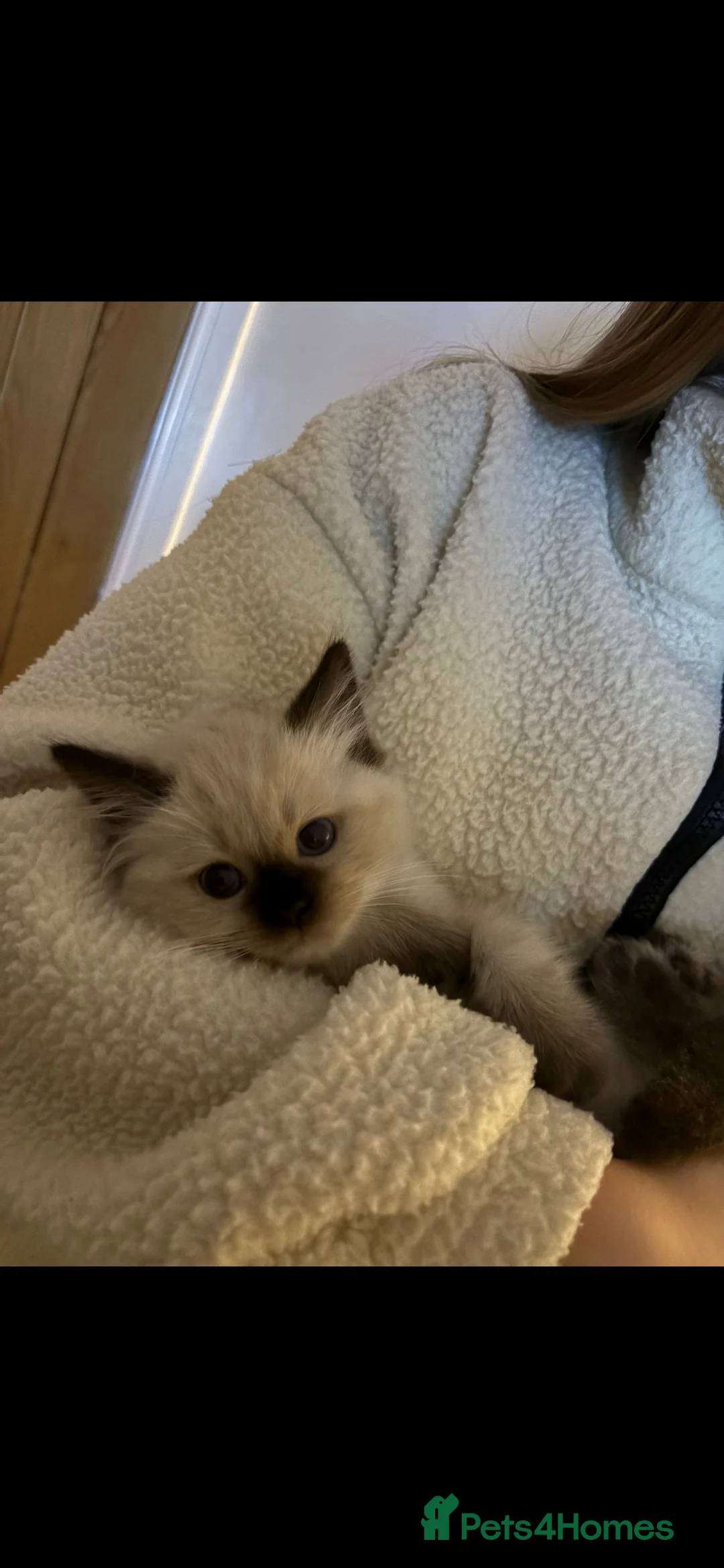 Ragdoll cats for sale: **All Reserved** Ragdoll Kittens - Advert 2