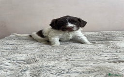 Mixed Breed dogs for sale: Australian Goldendoodles stunning litter  - Image 15