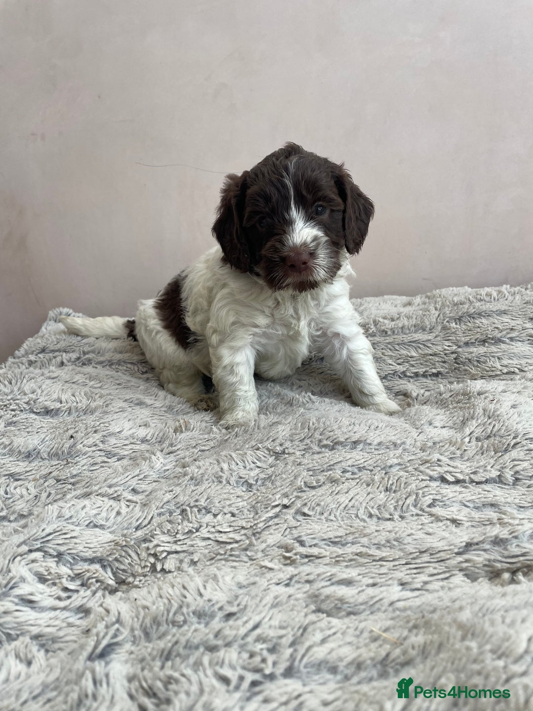 Mixed Breed dogs for sale: Australian Goldendoodles stunning litter  - Image 15