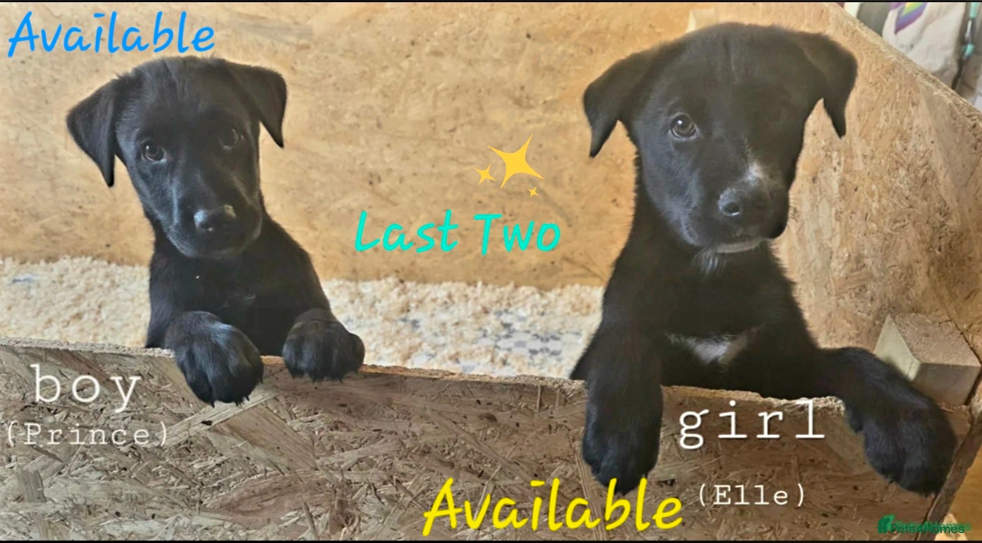 Mixed Breed dogs STUNNING RED FOX LABRADOR X SPECIAL SIBERIAN HUSKY - Advert 14