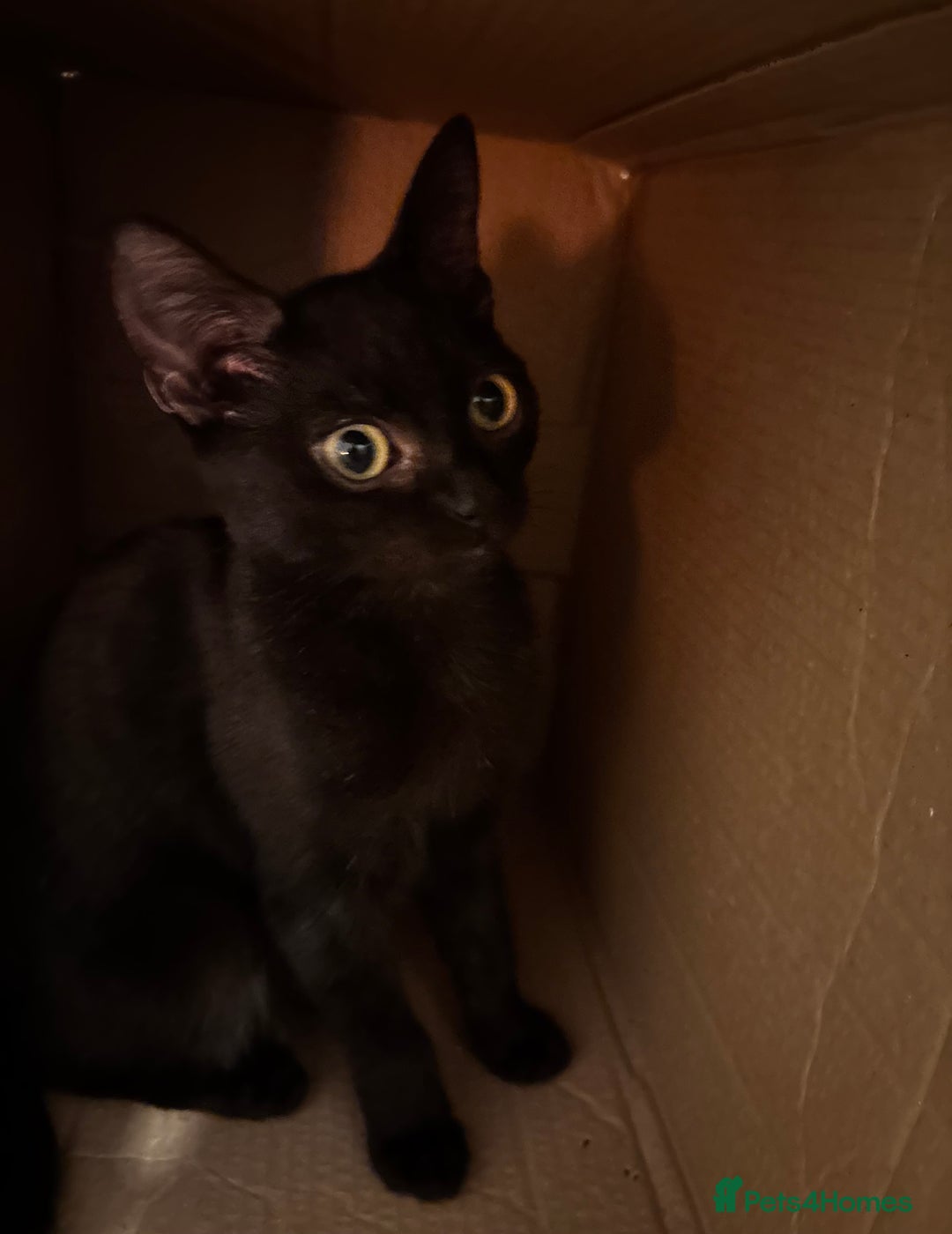 British Shorthair cats for sale: One black Female kitten urgently needs a new home - Advert 9