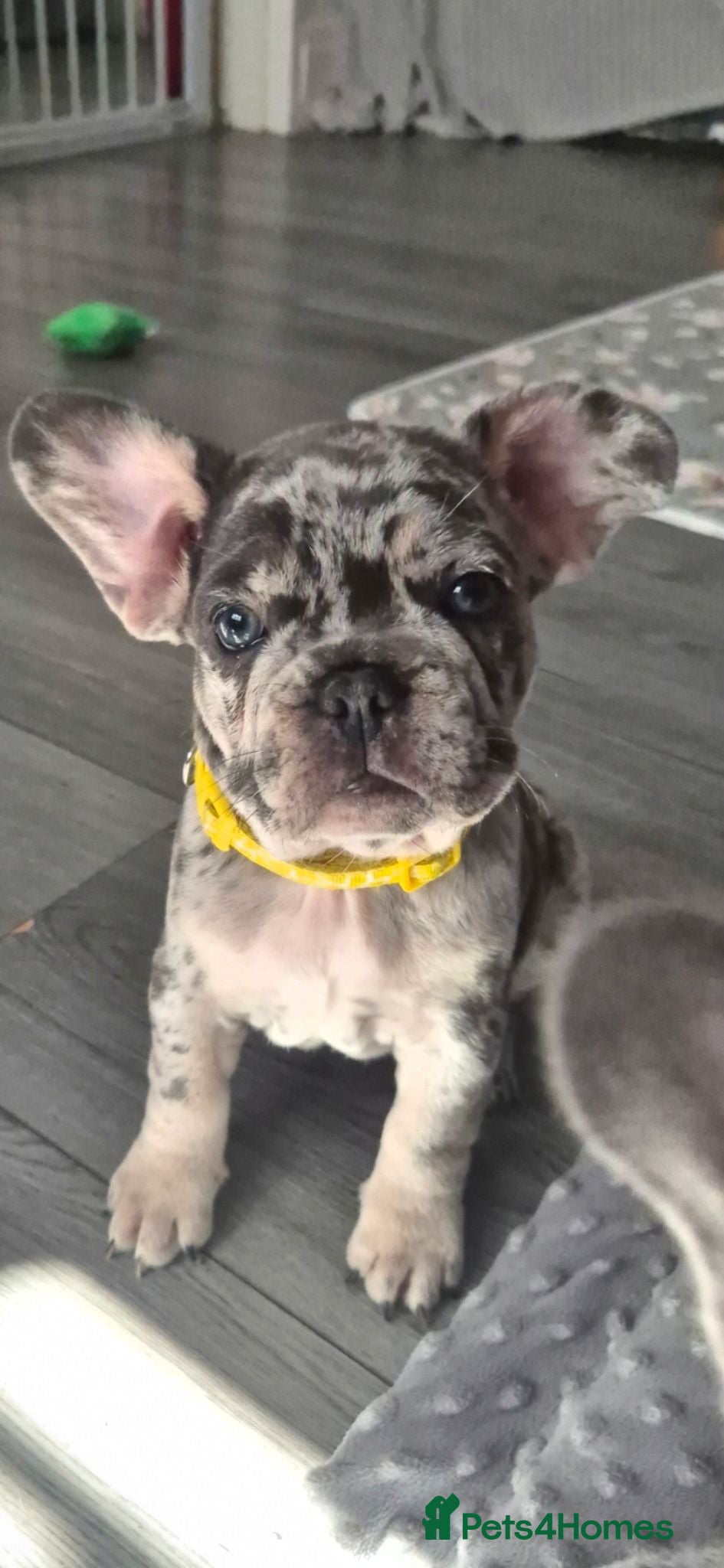 French Bulldog dogs Reduced 1 Girl for their forever homes. - Advert 2