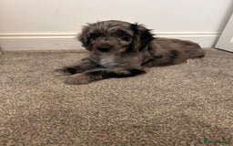 Cockapoo dogs for sale: 🐾Stunning blue merle Cockapoo Girl Puppy🐾 - Image 5