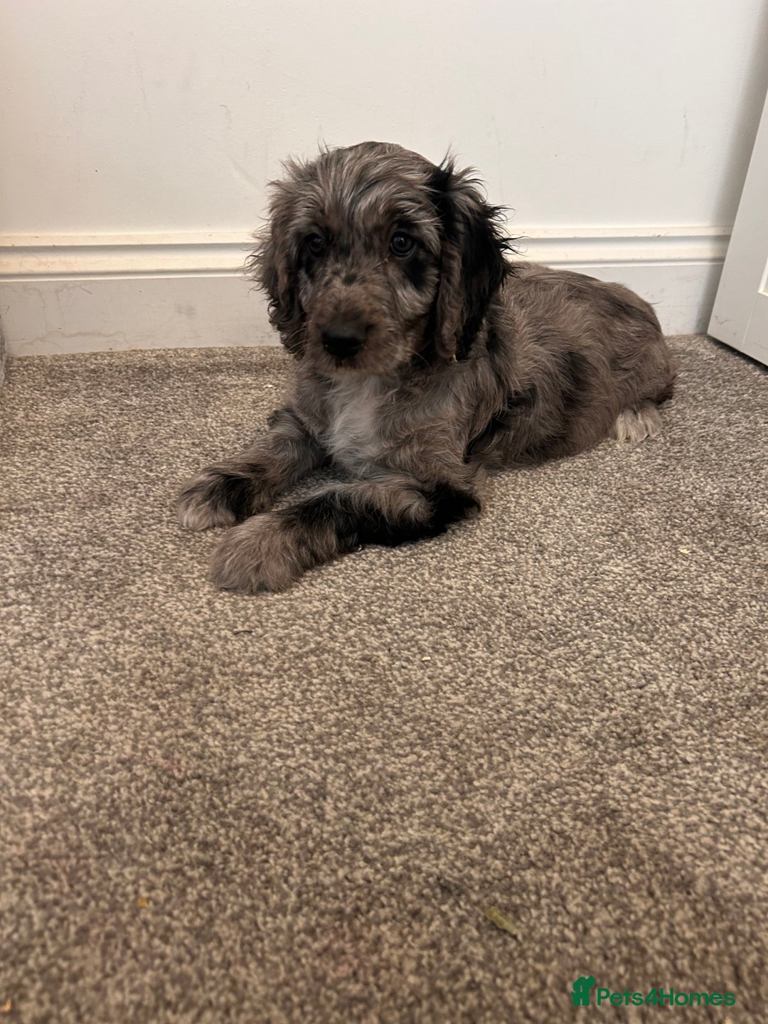 Cockapoo dogs for sale: 🐾Stunning blue merle Cockapoo Girl Puppy🐾 - Image 5