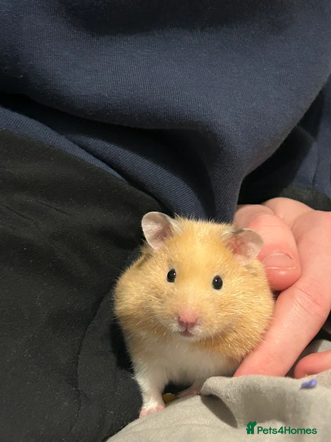 Hamster rodents for sale: Peanut - Advert 2