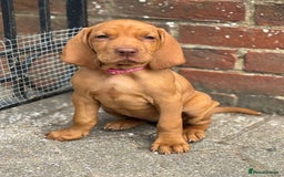 Hungarian Vizsla dogs for stud: Proven KC Reg Health Tested Stud Dog - Image 8