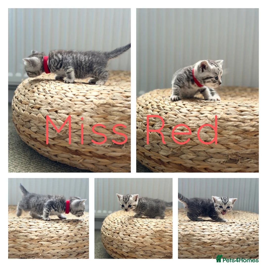 British Shorthair cats for sale: Stunning silver litter in Chatteris - Advert 2