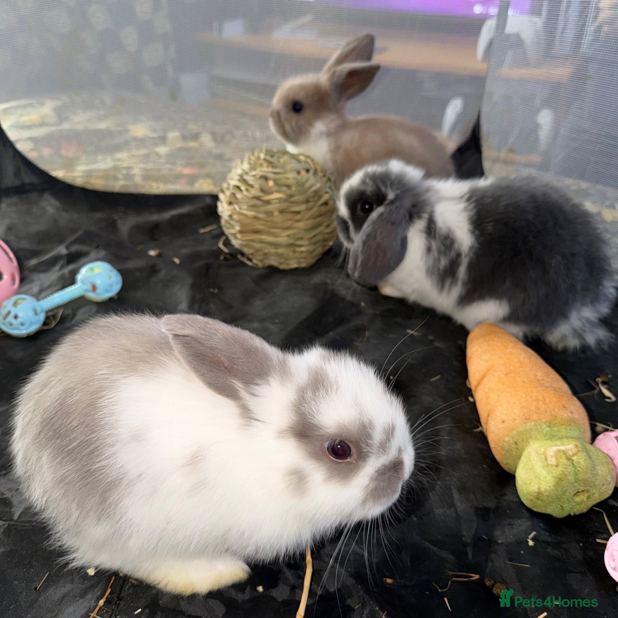Mini Lop rabbits X3 beautiful Minilop rabbits available💗 - Advert 14