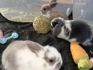 Mini Lop rabbits X3 beautiful Minilop rabbits available - Advert 3