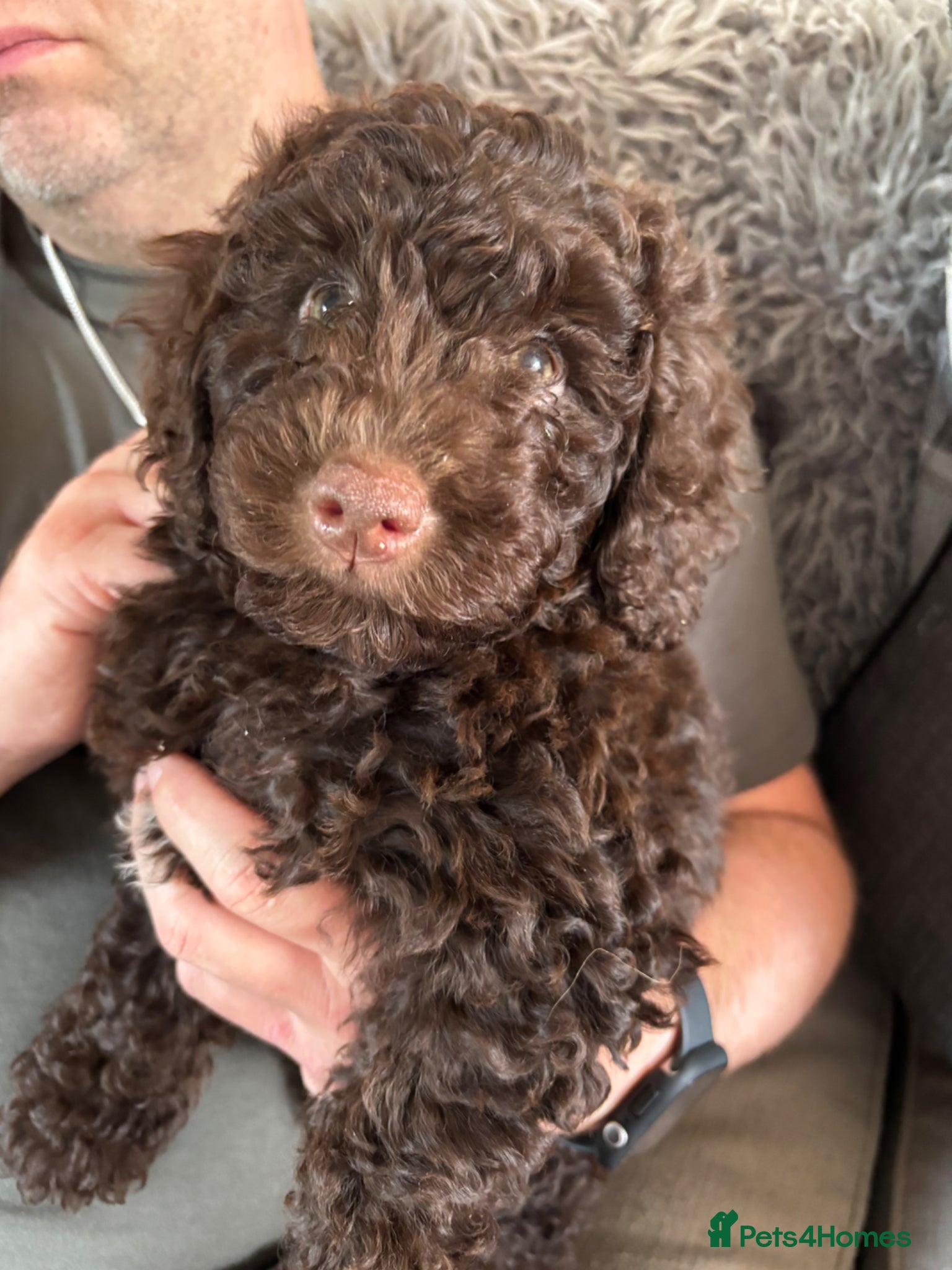 Cockapoo dogs Beautiful 8 week chocolate girl cockapoo - Advert 6