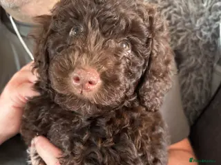 Cockapoo dogs Beautiful 8 week chocolate girl cockapoo - Advert 6