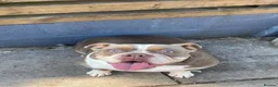 Dorset Olde Tyme Bulldogge dogs for sale: Female Dorsett Olde English Bulldogge - Advert 1